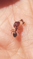 Pheidole bos