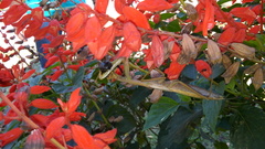 Salvia splendens