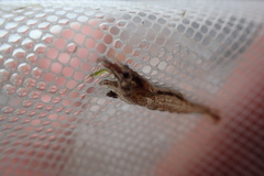 Atyaephyra desmarestii