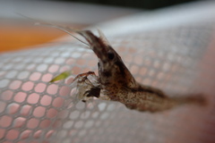 Atyaephyra desmarestii