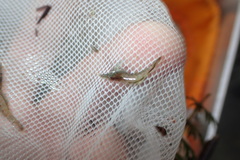 Atyaephyra desmarestii