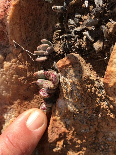 Adromischus filicaulis