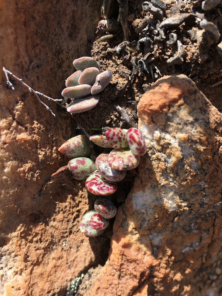 Adromischus filicaulis, Namakwa, ZA-NC, ZA