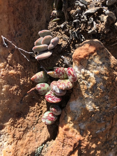 Adromischus filicaulis