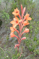 Watsonia stenosiphon