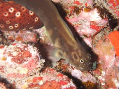 Ophioblennius atlanticus