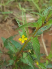 Ludwigia abyssinica