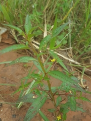 Ludwigia abyssinica