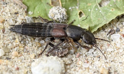 Ocypus picipennis