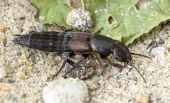 Ocypus fulvipennis