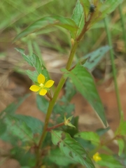 Ludwigia abyssinica