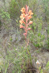Watsonia stenosiphon