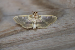 Apilocrocis brumalis