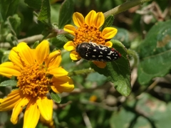 Acmaeodera rubronotata