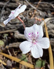 Pelargonium havlasae