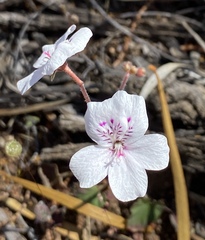 Pelargonium havlasae