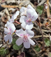 Pelargonium havlasae
