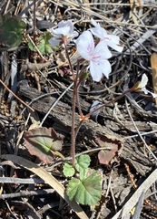 Pelargonium havlasae