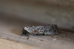 Sympistis sectiloides