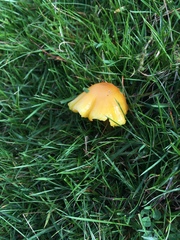 Hygrocybe