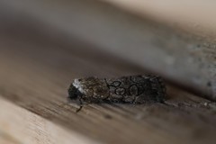 Sympistis sectiloides