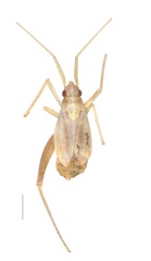 Phytocoris niveatus