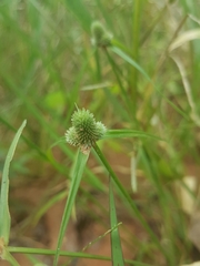 Cyperus hortensis
