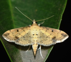 Herpetogramma cynaralis