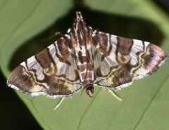 Chabula acamasalis