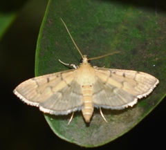 Herpetogramma rudis