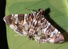 Chabula acamasalis