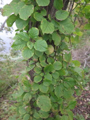 Celastrus flagellaris