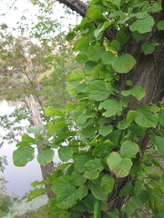 Celastrus flagellaris