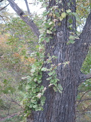 Celastrus flagellaris