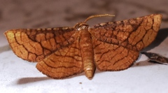 Hypolamprus