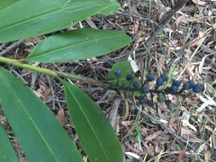 Alpinia caerulea