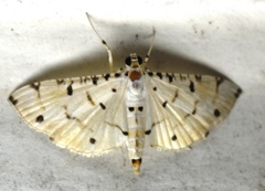 Pycnarmon cribrata