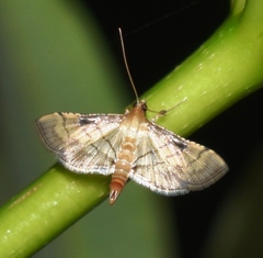 Cnaphalocrocis limbalis