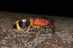 Odontomutilla uranioides