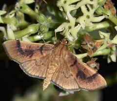 Pilocrocis milvinalis