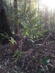 Alpinia caerulea