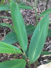 Alpinia caerulea