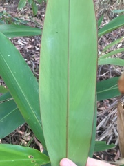 Alpinia caerulea
