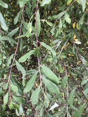 Salix cinerea cinerea