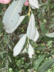 Salix cinerea cinerea
