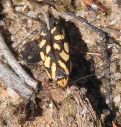 Marionella observed 2020-10-09