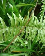 Lonchodes dalawangsungay