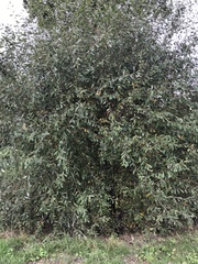 Salix cinerea cinerea