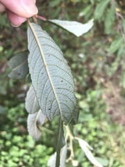Salix cinerea cinerea