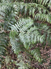 Pteridium aquilinum